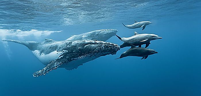 Los Cétaceos: Características