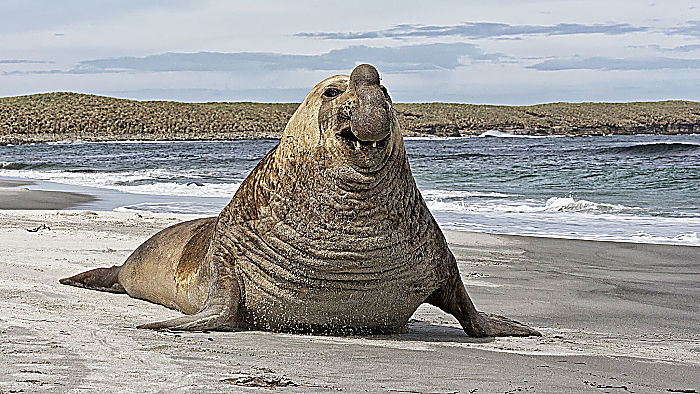 elefante marino