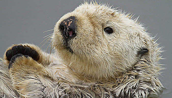 nutria marina