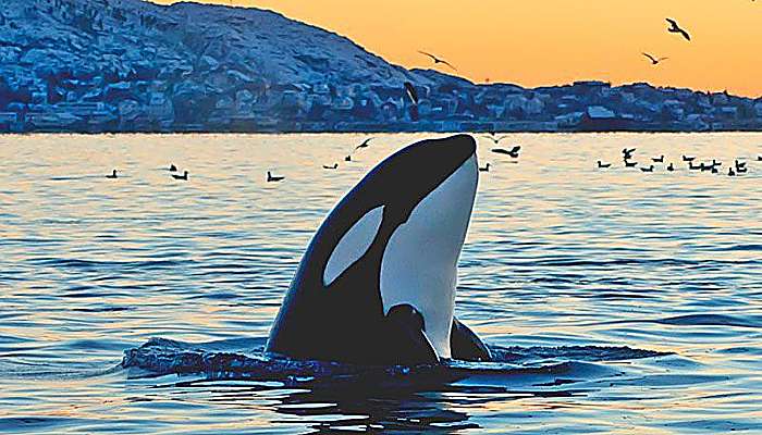 Orcas