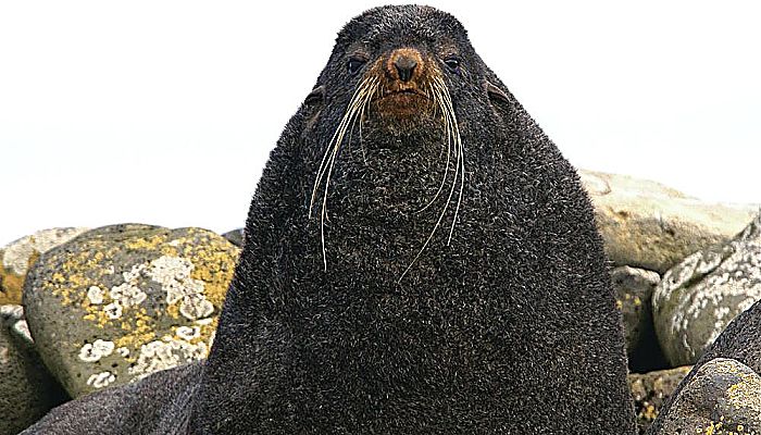 osos marinos